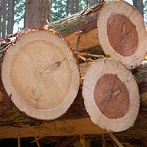 廿日市市 伐採　（神社 境内 大木伐採） - After