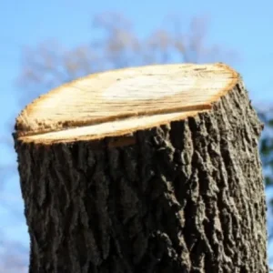 安芸高田市 伐採　（敷地内 大木伐採） - After