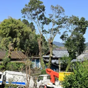 安芸高田市 伐採作業を行いました（高木伐採） - Before