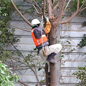 広島市 伐採 (工場敷地内　特殊伐採) - Before