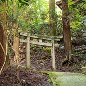 廿日市市 伐採　（神社 境内 大木伐採） - Before
