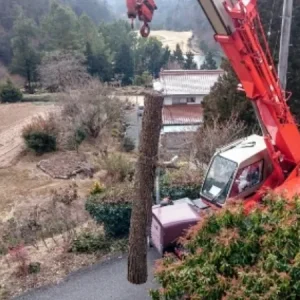 安芸高田市 伐採　（敷地内 大木伐採） - Before