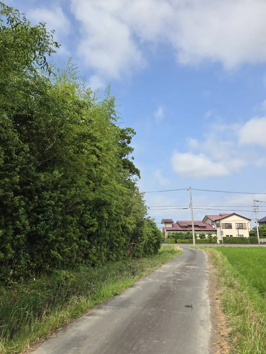 【広島市の施工事例】高所作業車を活用しヒノキ・クロマツを効率的に伐採 - After