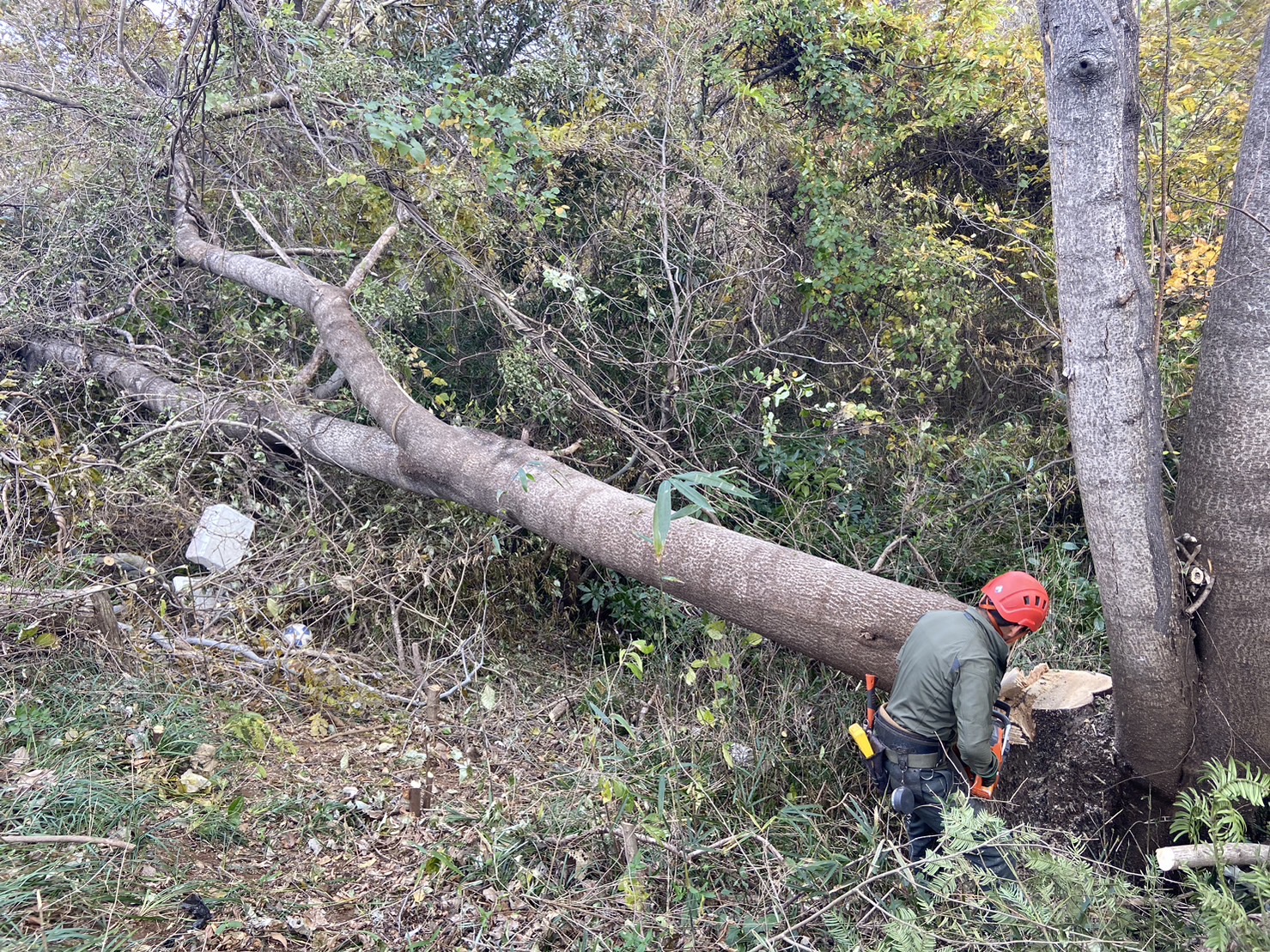 廿日市市　飛び出している木  伐採（山の木 伐採） - After