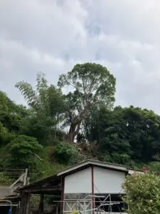 廿日市市　飛び出している木  伐採（山の木 伐採） - Before