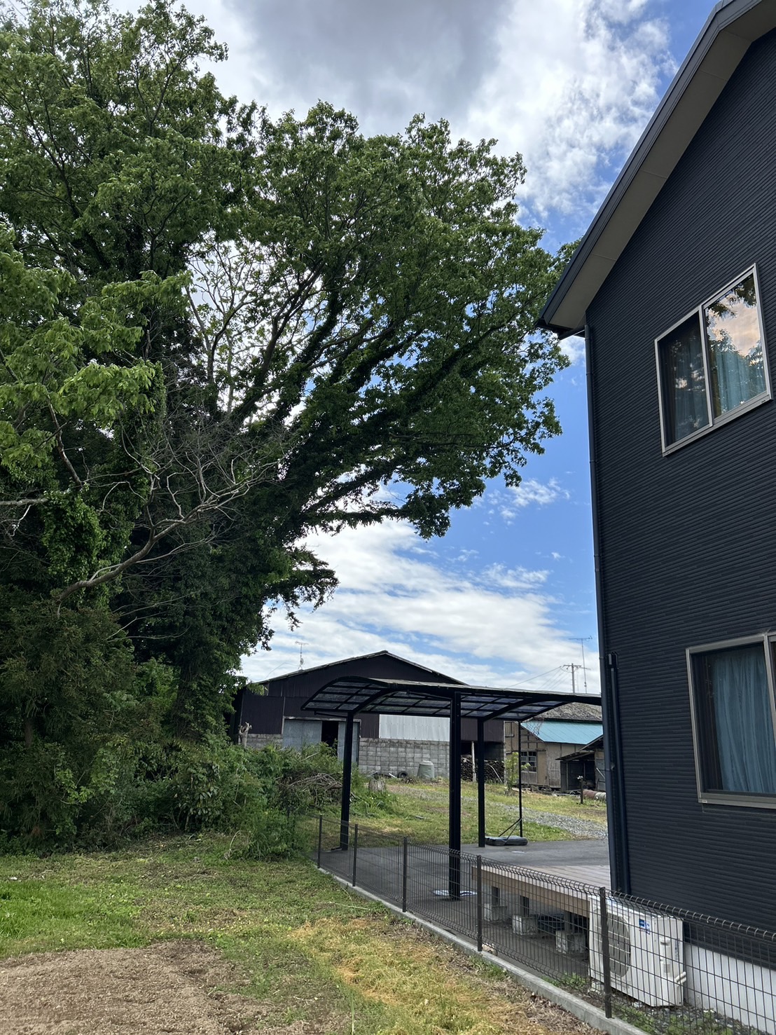 広島市 庭木 伐採 (佐伯区 伐採) - Before