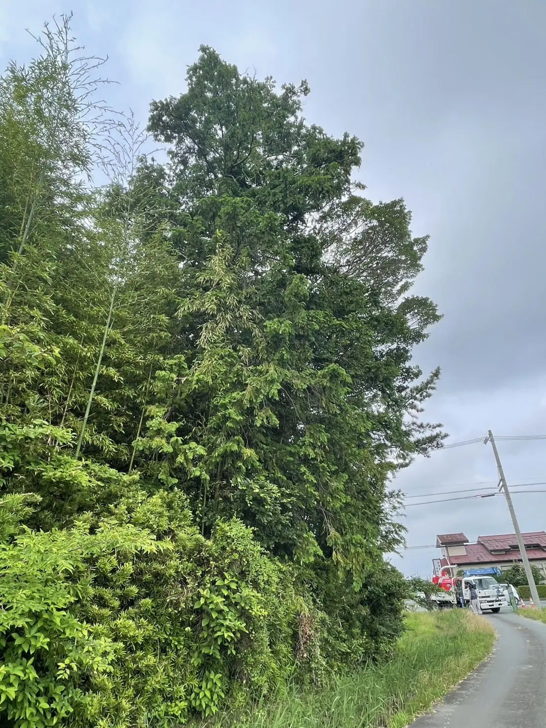 【広島市の施工事例】高所作業車を活用しヒノキ・クロマツを効率的に伐採 - Before