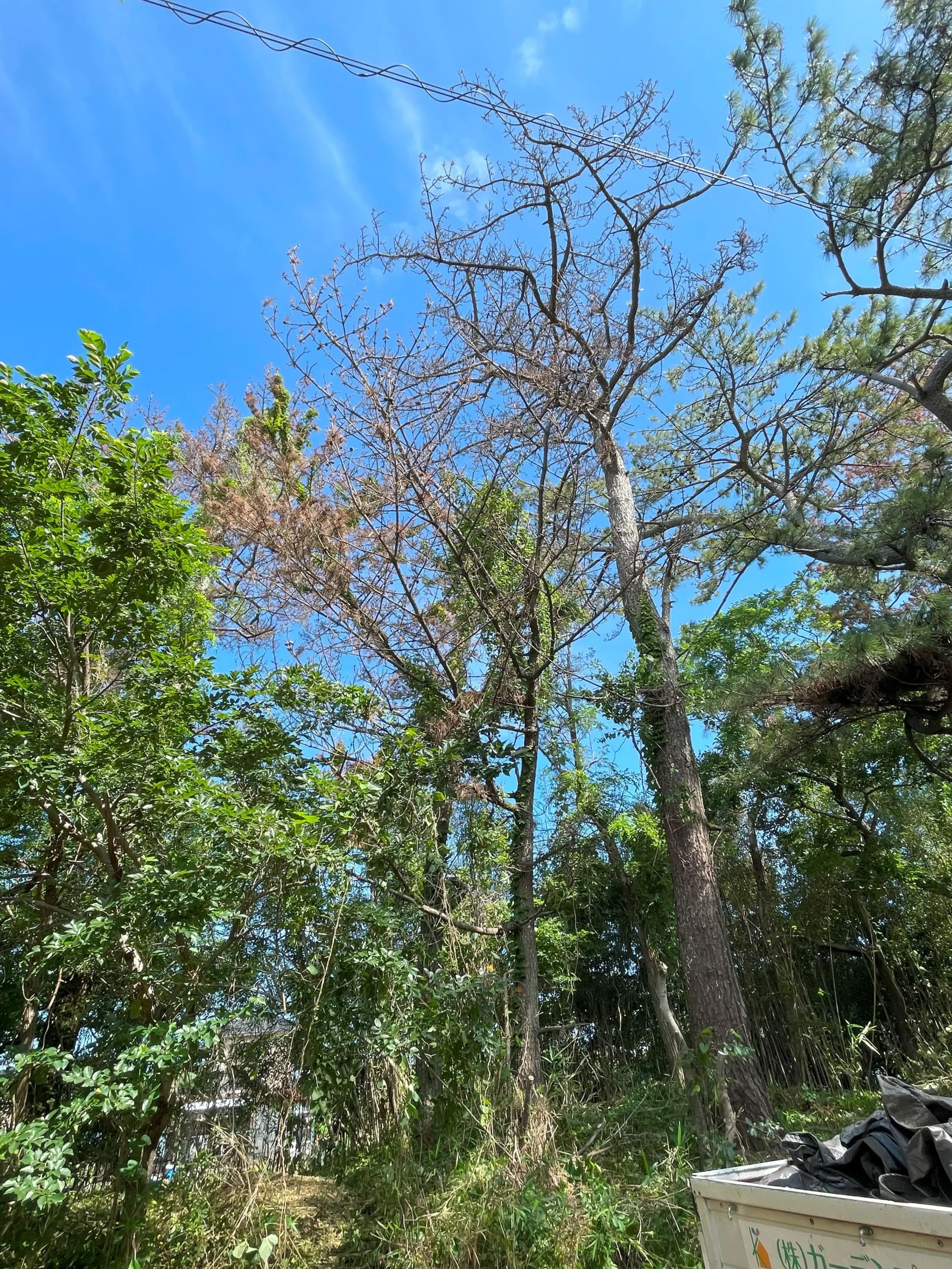 伐採事例｜雑木林の危険木を伐採 - Before