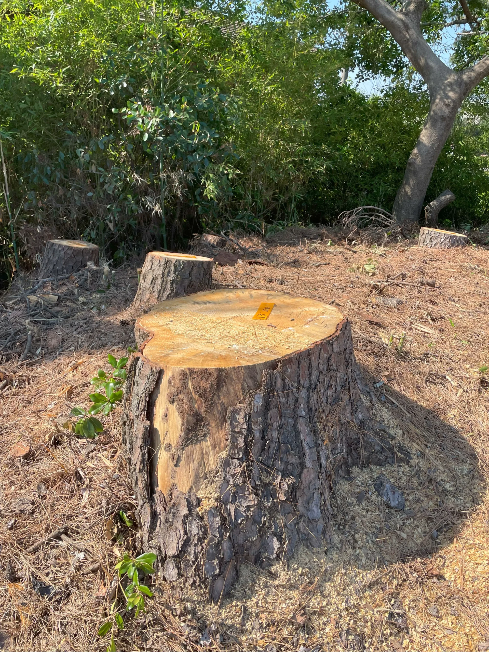 伐採事例｜雑木林の危険木を伐採 - After