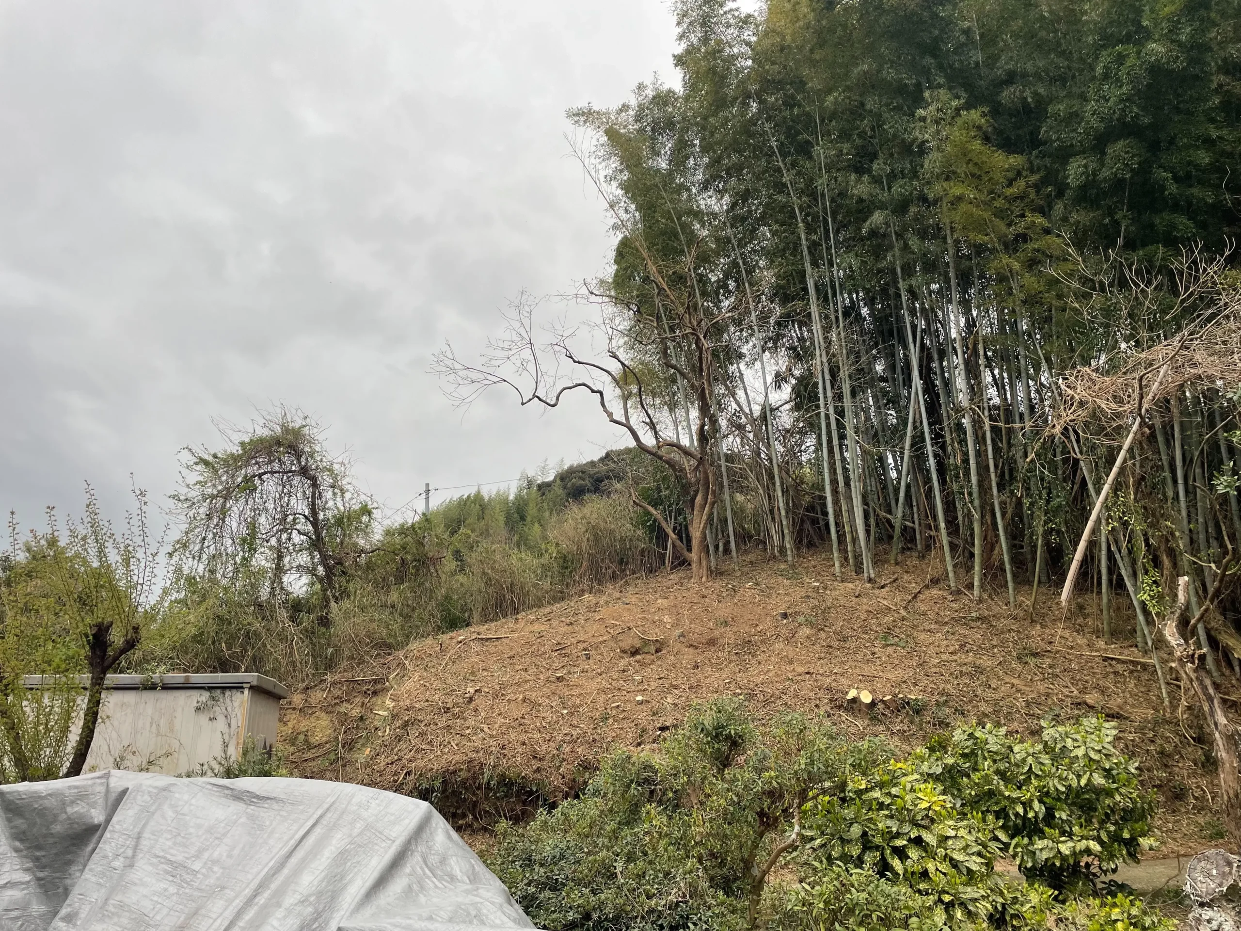 【施工事例】廿日市市で竹林の伐採・粉砕処分｜空き家・裏山の管理対策 - Before
