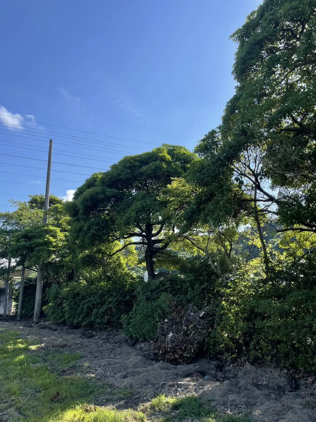 伐採事例｜中学校施設の解体に伴う伐採作業 - Before