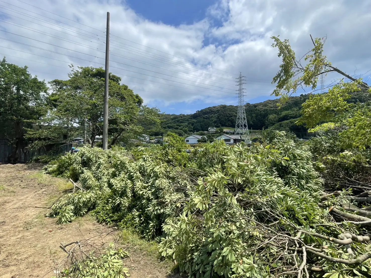 伐採事例｜中学校施設の解体に伴う伐採作業 - After