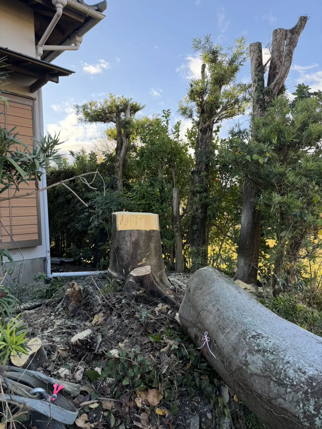 安芸高田市で樹齢100年のケヤキを伐採｜住宅に隣接した高木伐採の事例 - After