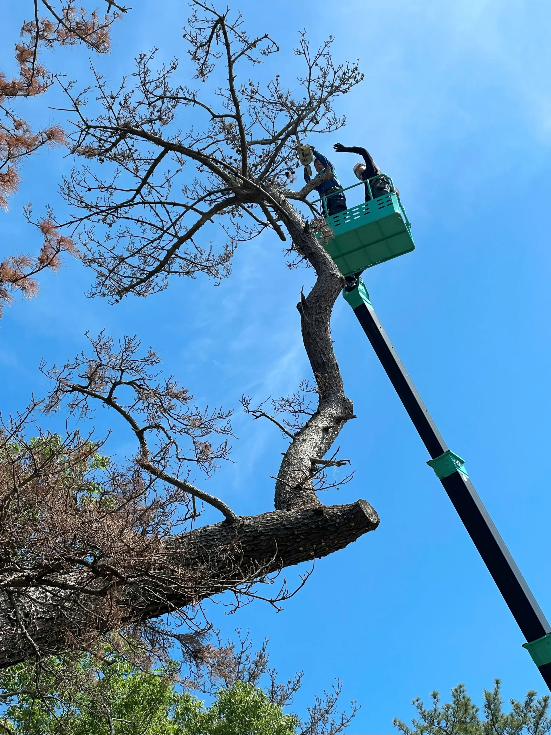 伐採事例｜広島市で松くい虫被害の松を伐採 - Before