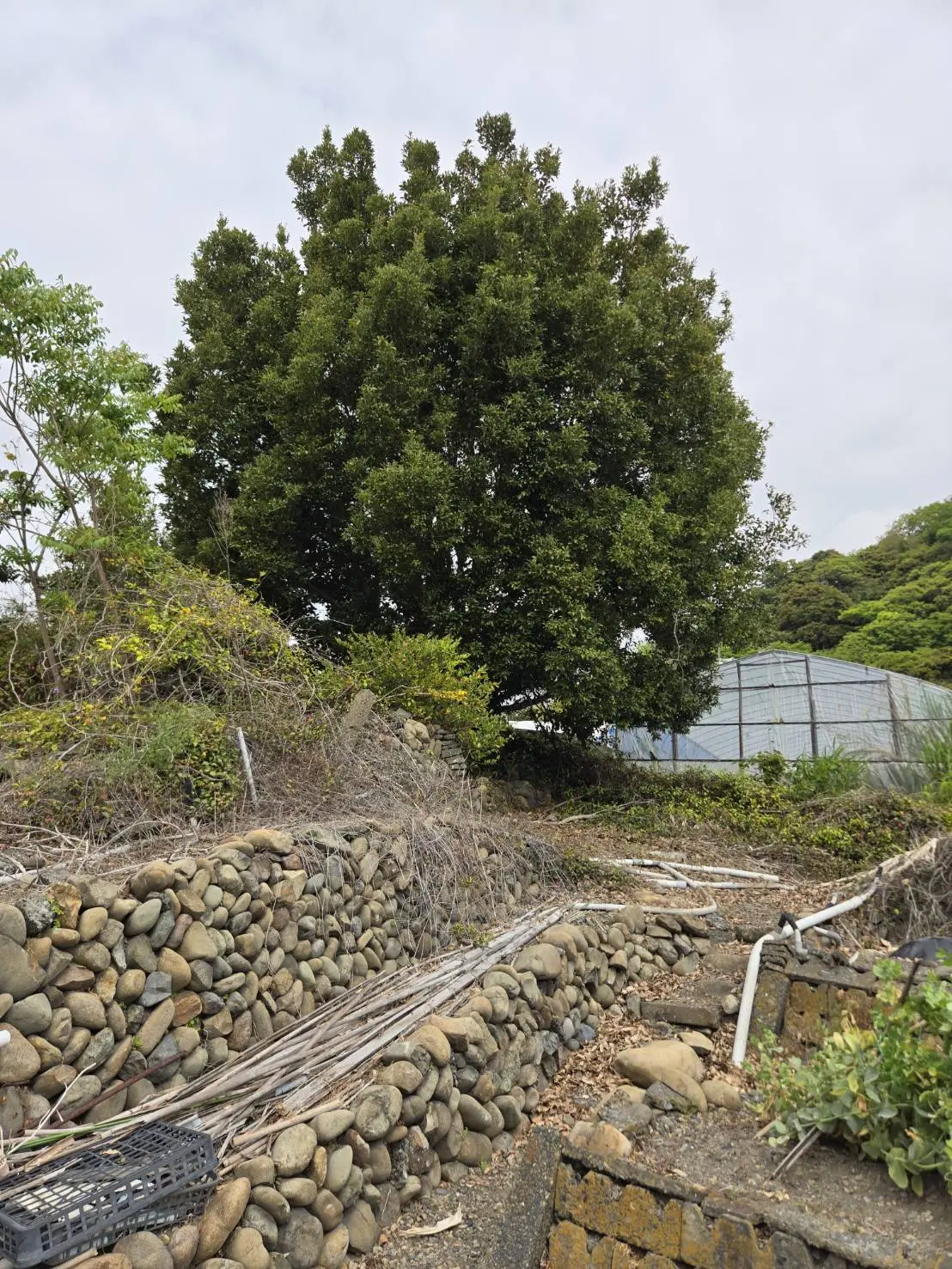 廿日市市でシイノキの伐採・高木伐採なら｜特殊伐採プロ 広島の施工事例 - Before