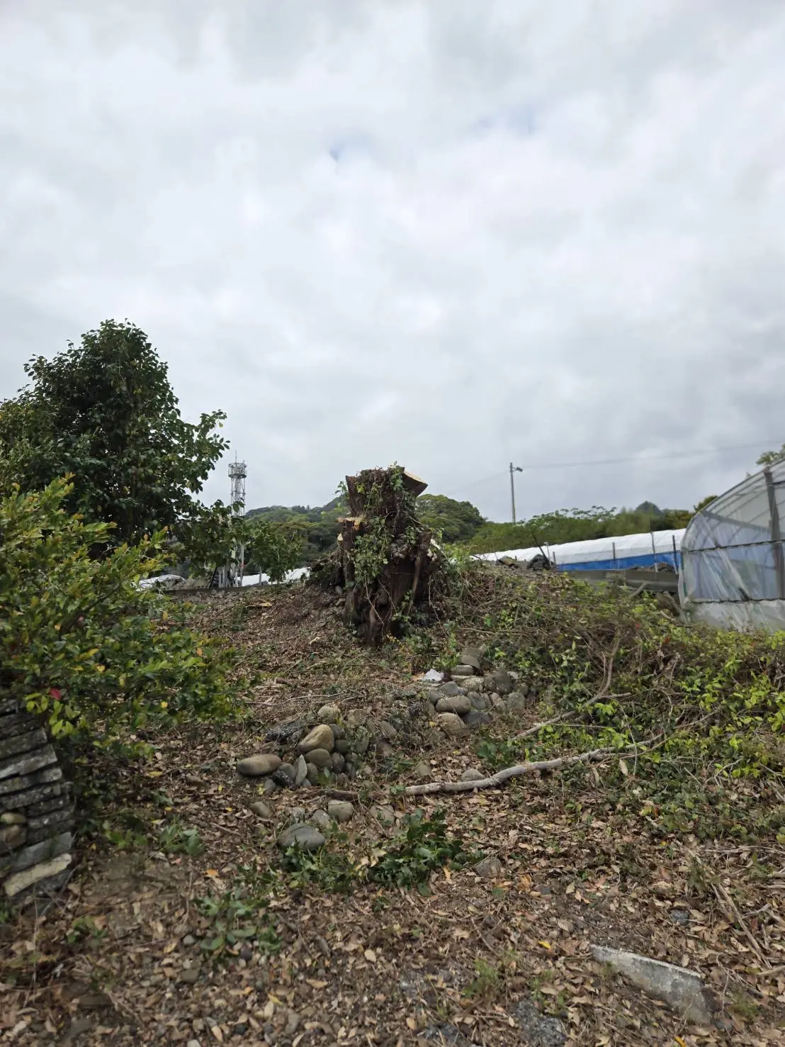 廿日市市でシイノキの伐採・高木伐採なら｜特殊伐採プロ 広島の施工事例 - After