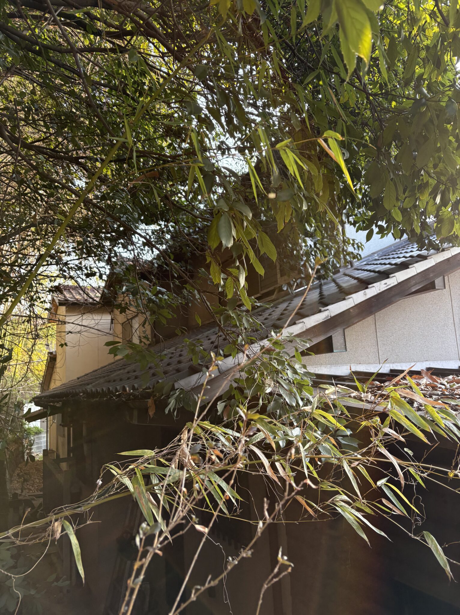 伐採事例｜安芸高田市で屋根上に生える竹林の伐採 - Before