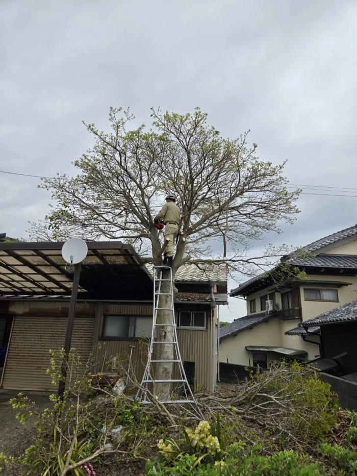 呉市でテラス屋根を傷めずモチノキを特殊伐採｜落ち葉被害と倒壊リスクを防ぐプロの技術 - Before