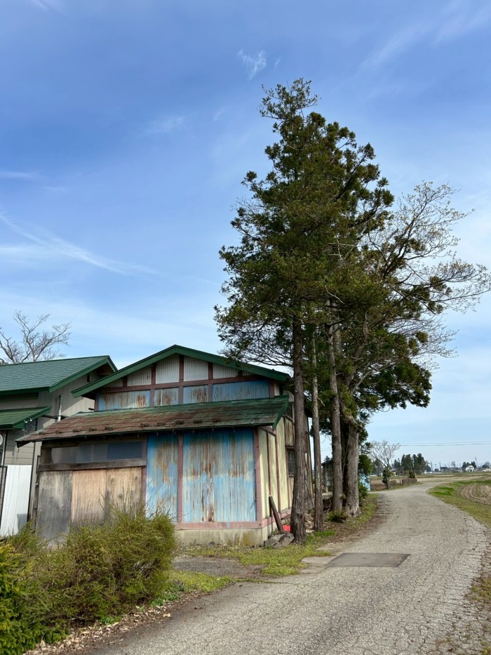 広島市で物置ギリギリの杉6本を安全伐採｜特殊伐採プロ 広島 - Before